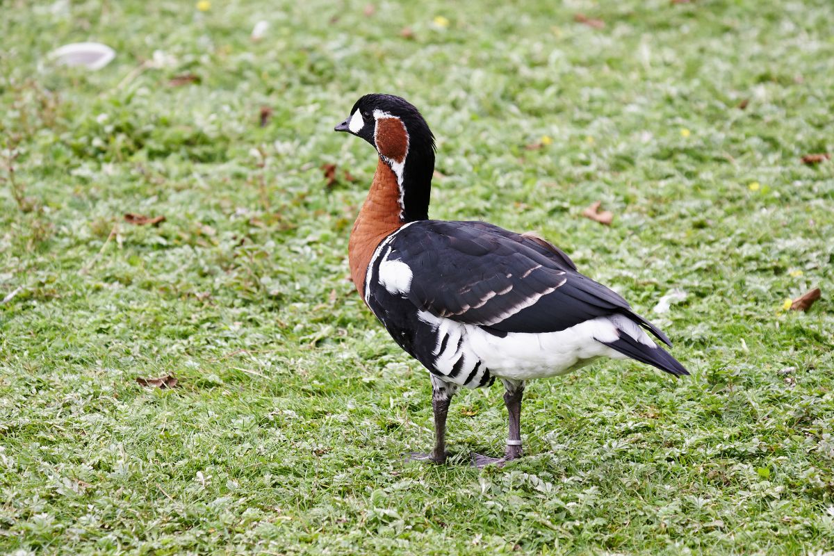 Red-Breasted Goose walking on a green pasture.
