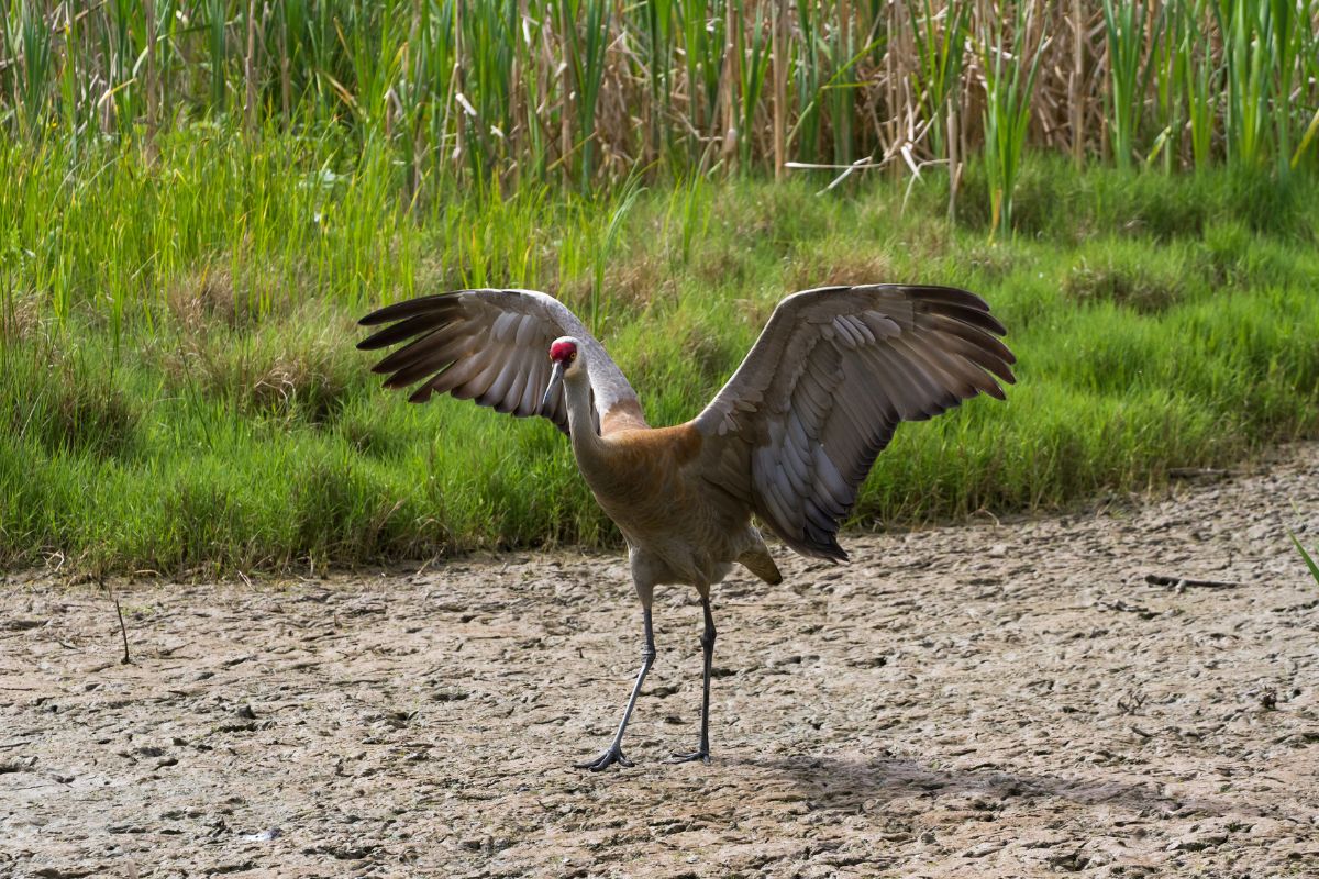 A big Sandhill Crane spreading wings and standing on a sandy ground.