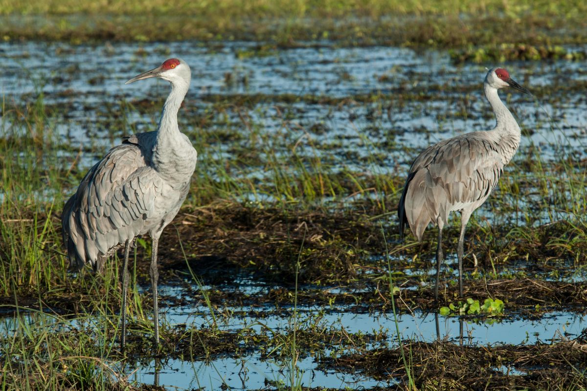 Two big Sandhill Cranes standing in a swamp.