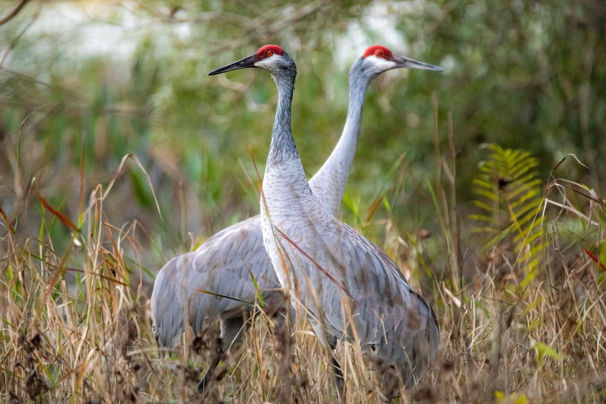 Two big beautiful Sandhill Cranes standing in tall grass.