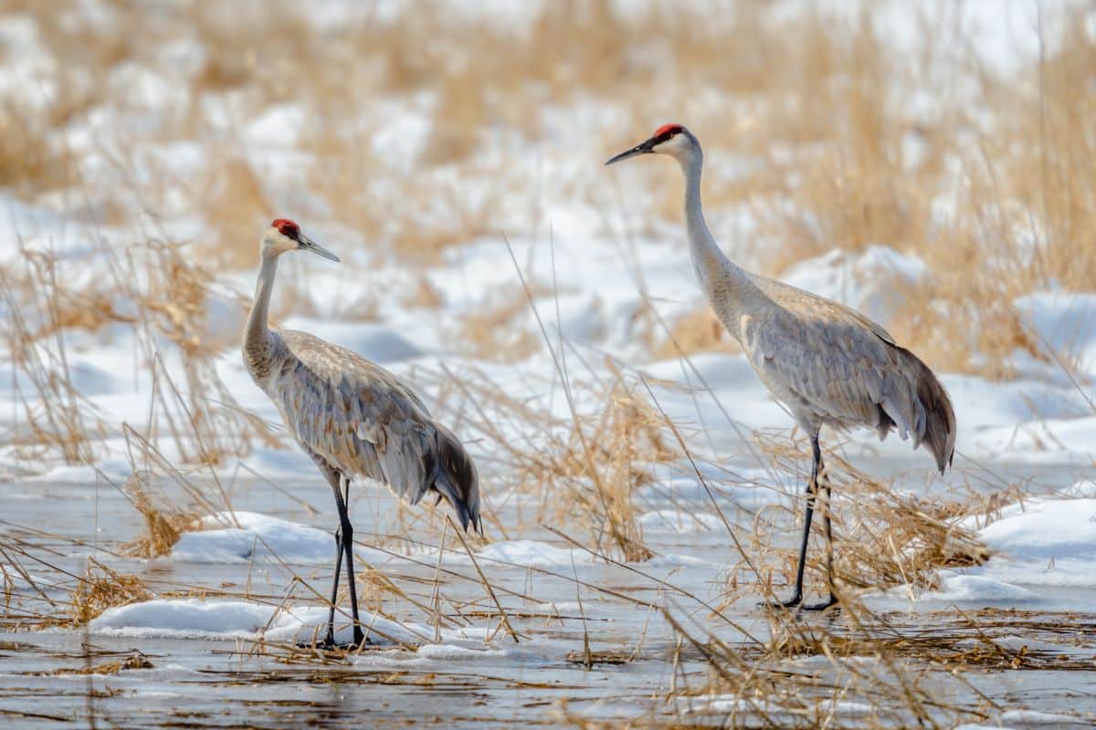 Two big Sandhill Cranes standing in a swamp during the winter.