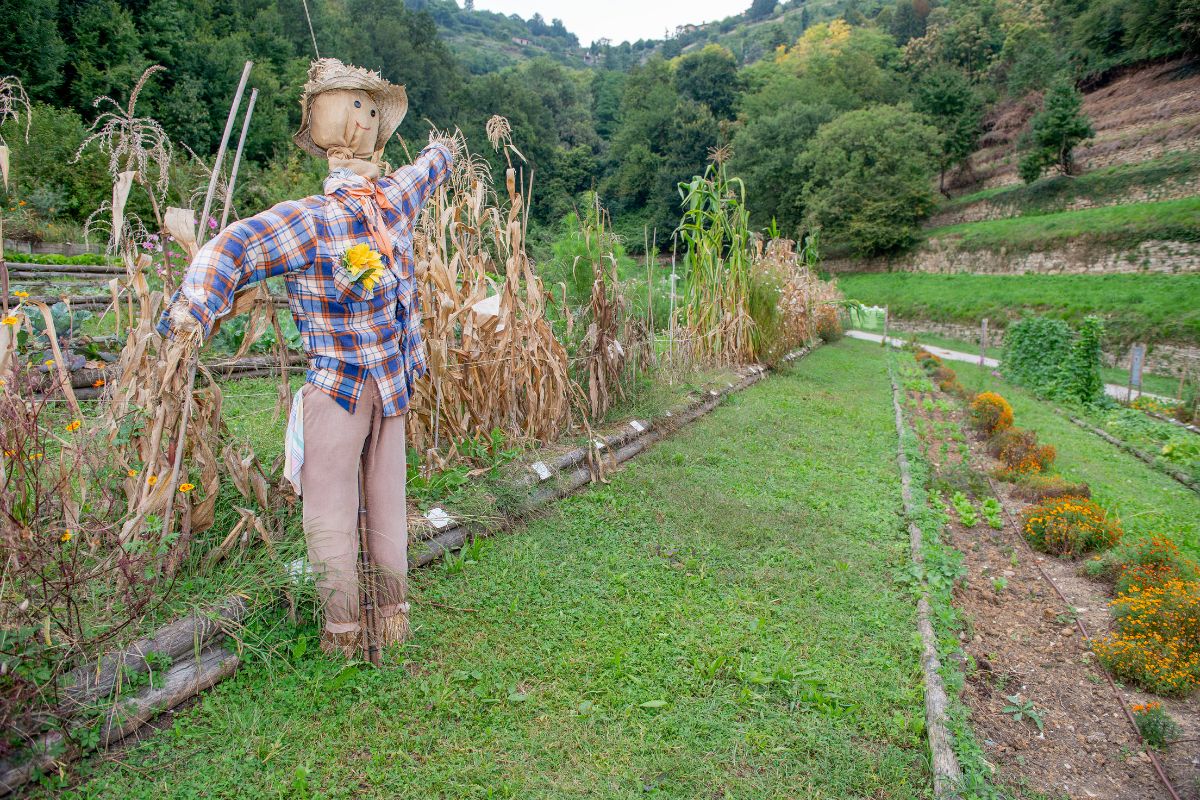 A scarecrow i a backyard garden.