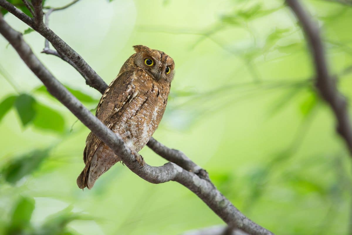 A cute Scop owl sitting on a tree branch.