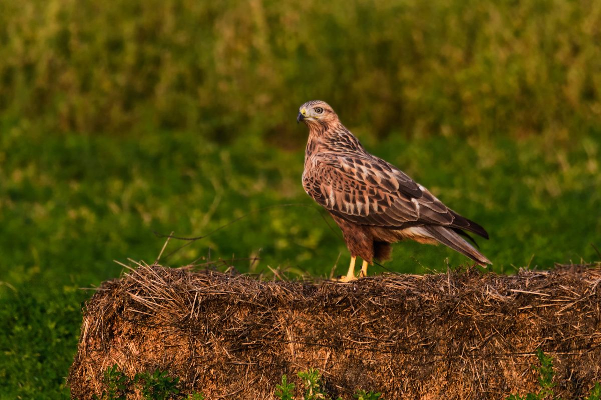 Beautiful Sharp-Shinned Hawk stadning on a hale bale.