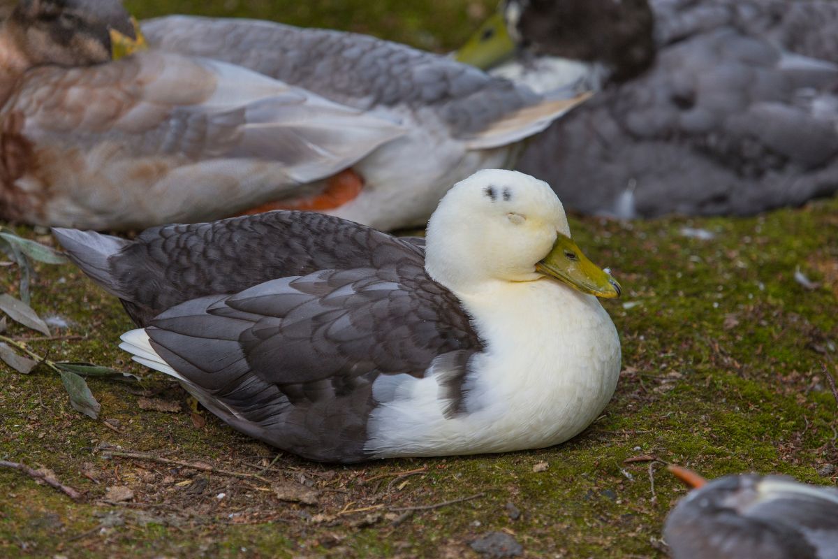 Bunch of ducks sleeping in a backyard.