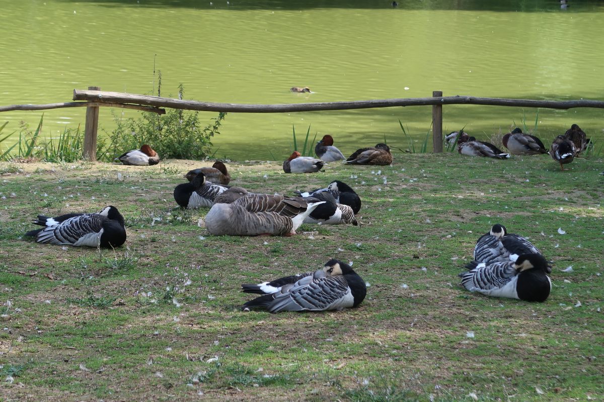 A bunch of ducks sleeping in a backyard near a water.