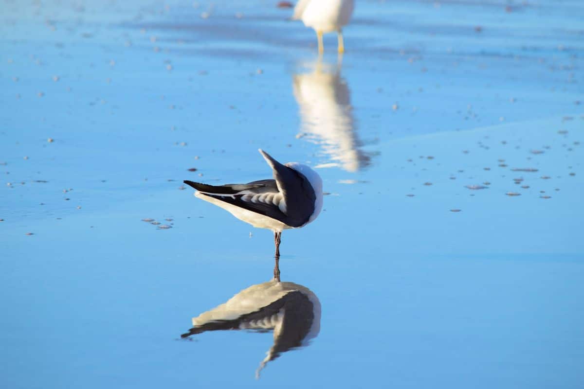 A sleeping seagull on a beach.