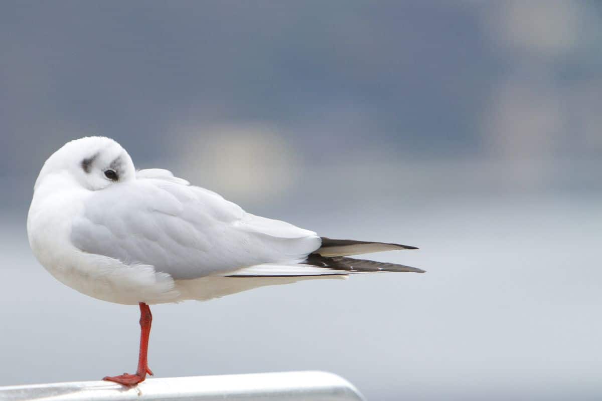 A sleeping seagull.