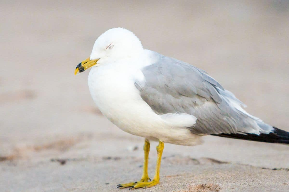 A sleeping seagull on a beach.