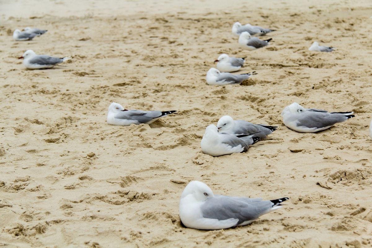 A bunch of sleeping seagulls on a beach.