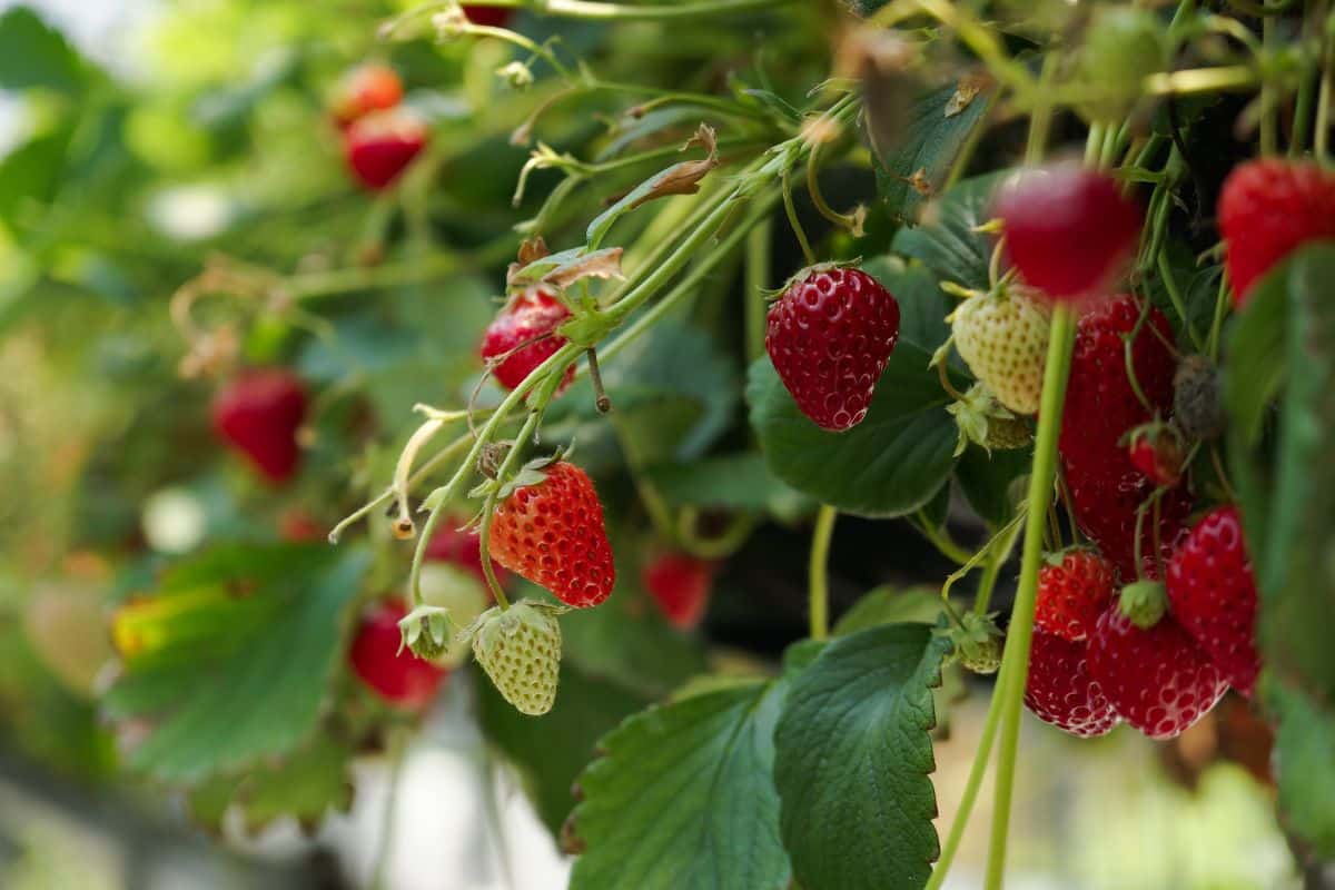Ripe and unripe organic strawberries hanging on plants.