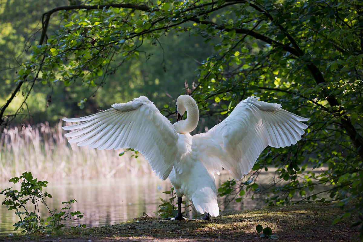 A big white swan spreading wings near a lake.