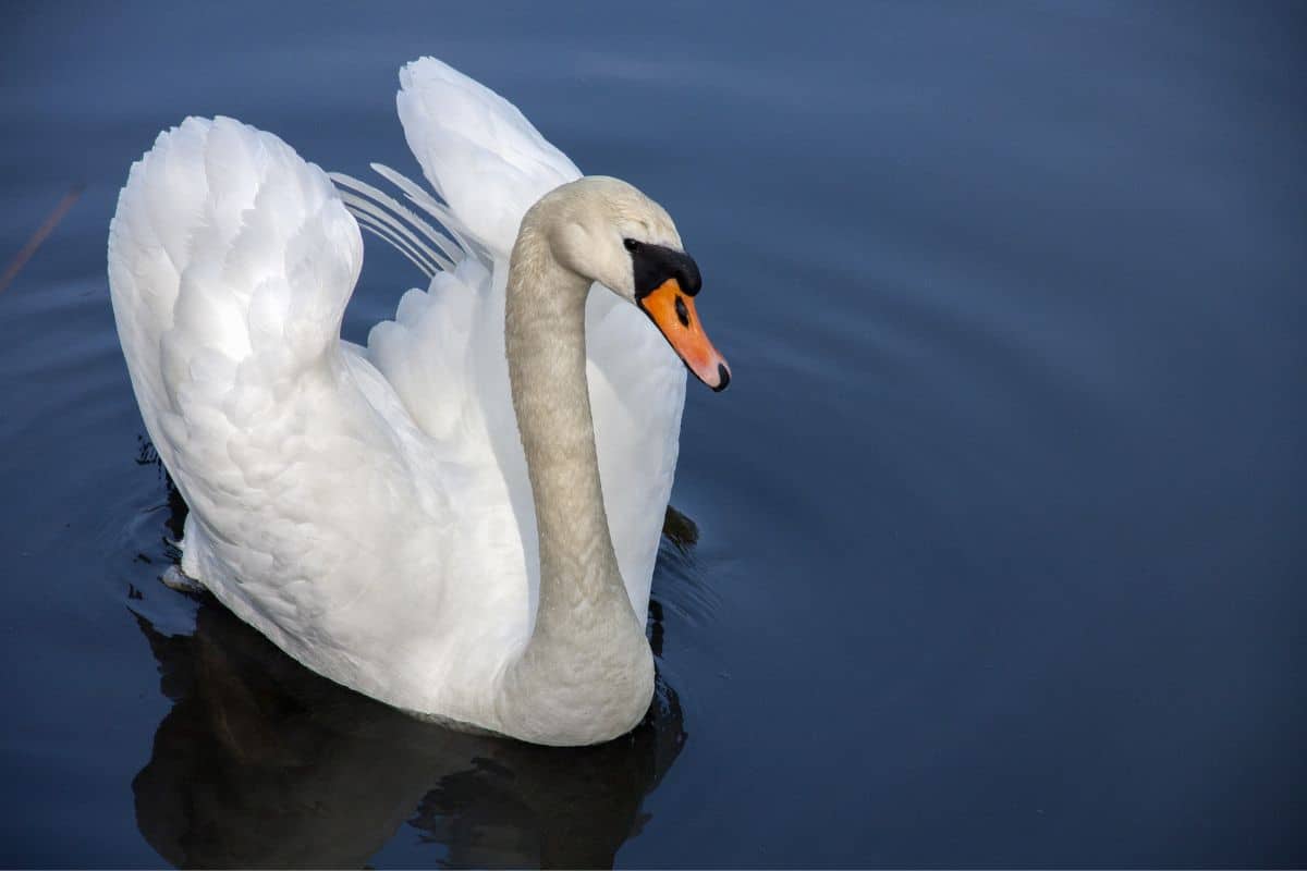 A big white swan swimming in a lake.