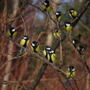 A bunch of mouse tits perching on a tree.