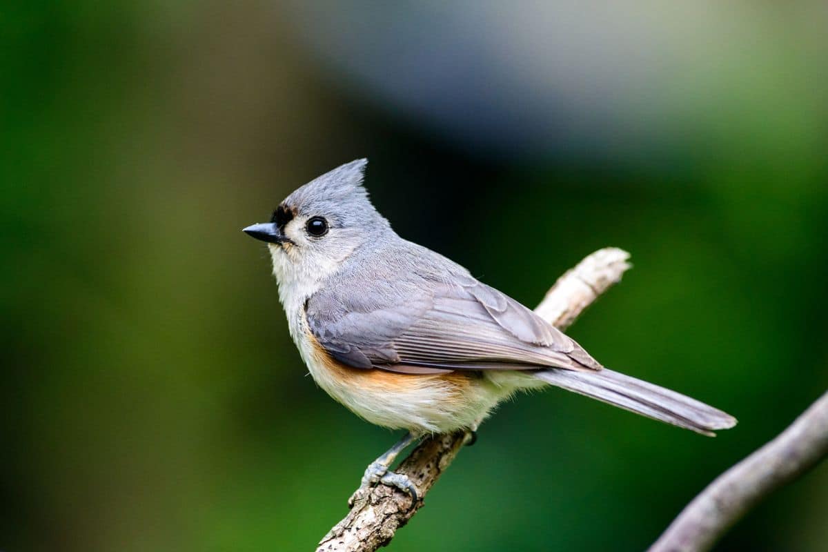 An adorable Tuffed Titmouse sitting on a tree branch.