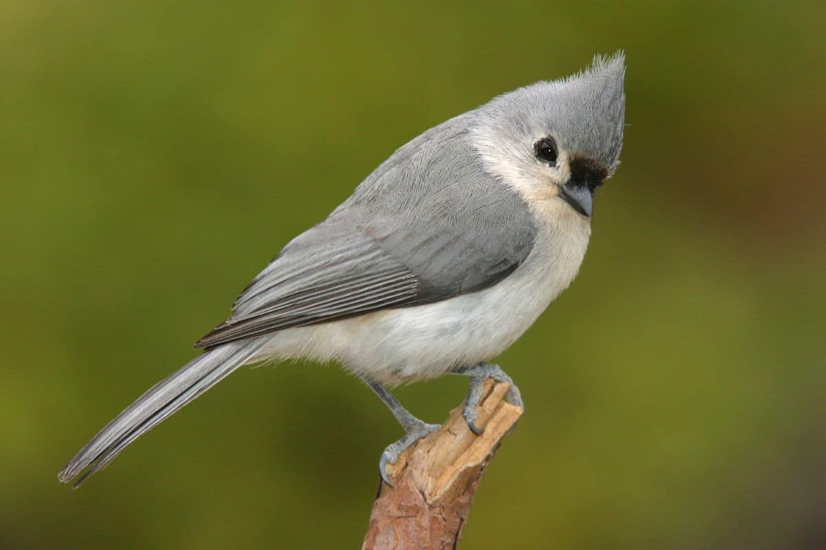 An adorable Tuffed Titmouse standing on a broken tree branch.