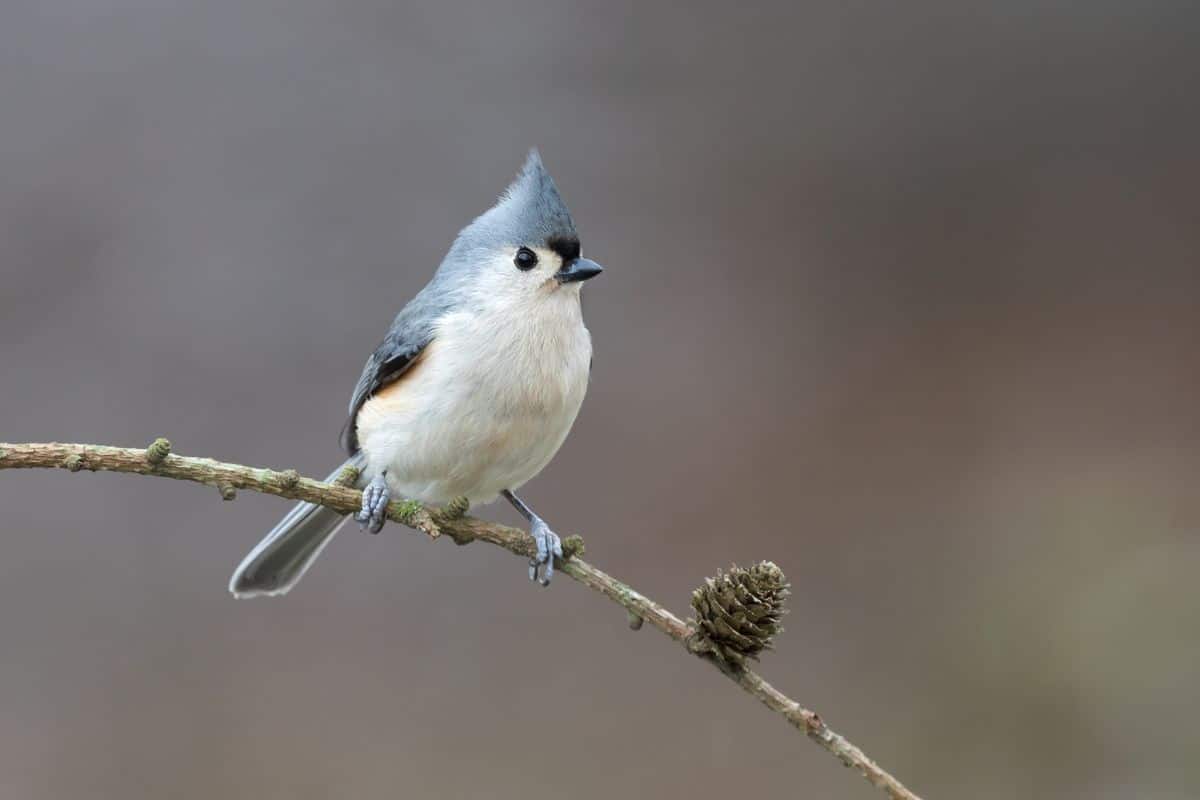 An adorable Tuffed Titmouse sitting on a thin tree branch.