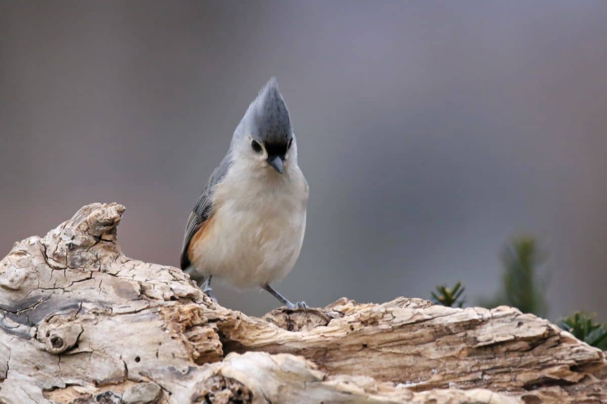 An adorable Tuffed Titmouse standing on old tree log.