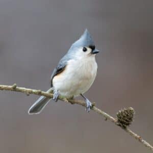 An adorable Tit Mouse sitting on a thin branch.