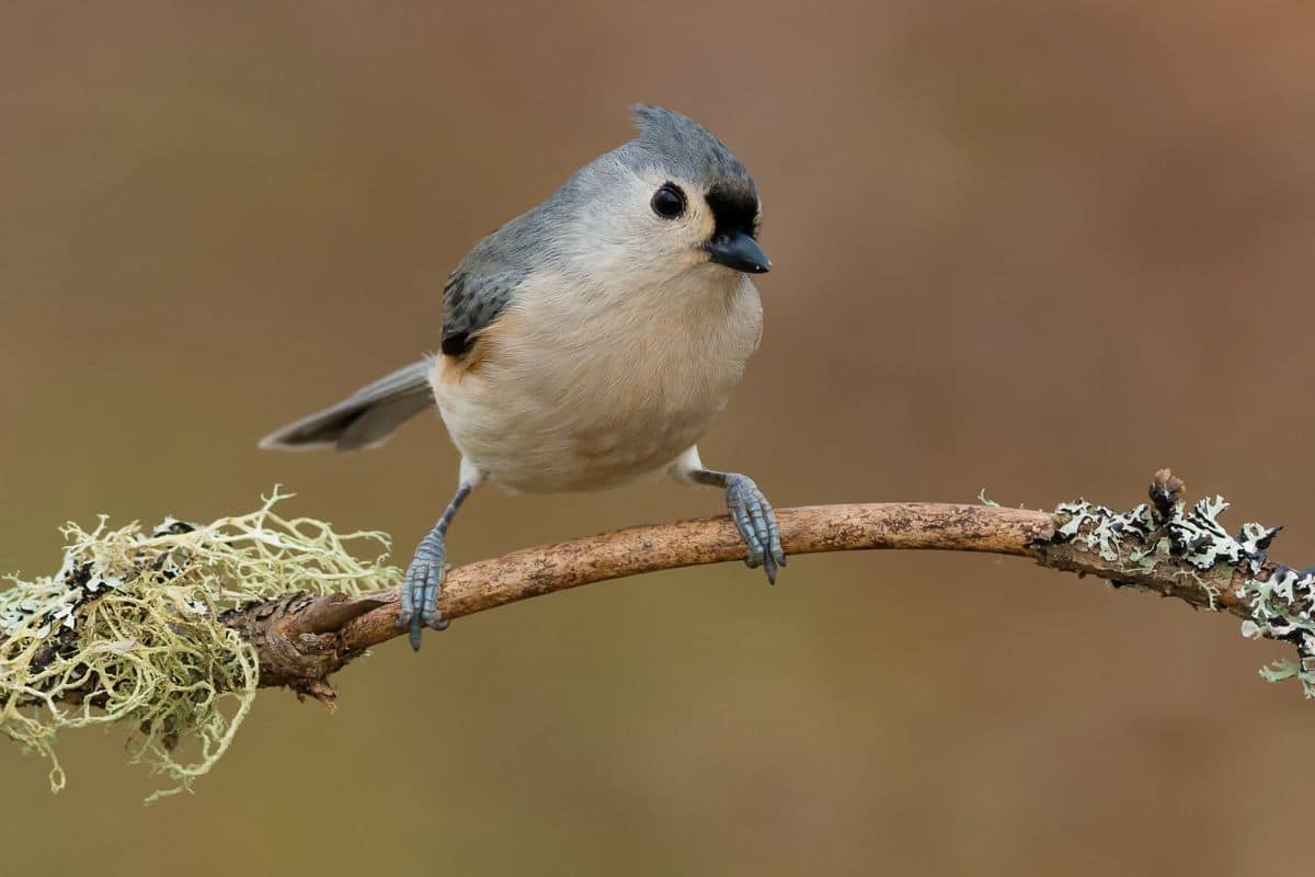 An adorable Tuffed Titmouse standing on a tree branch.