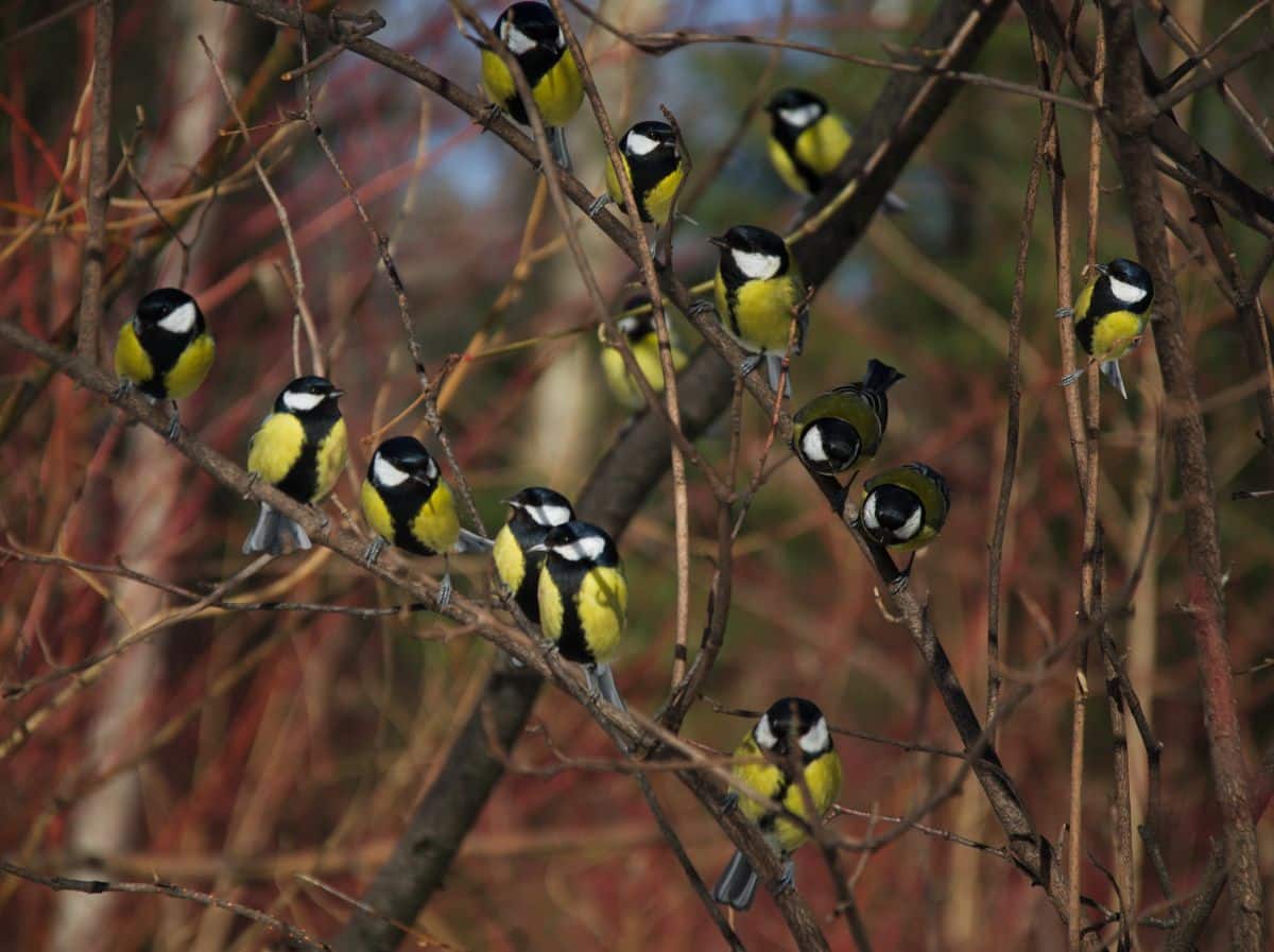A bunch of tit mouses perching on a tree.
