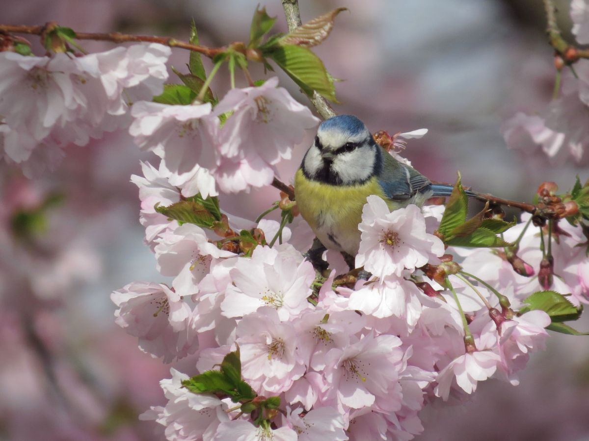 A cute blue tit perching on a blooming tree.