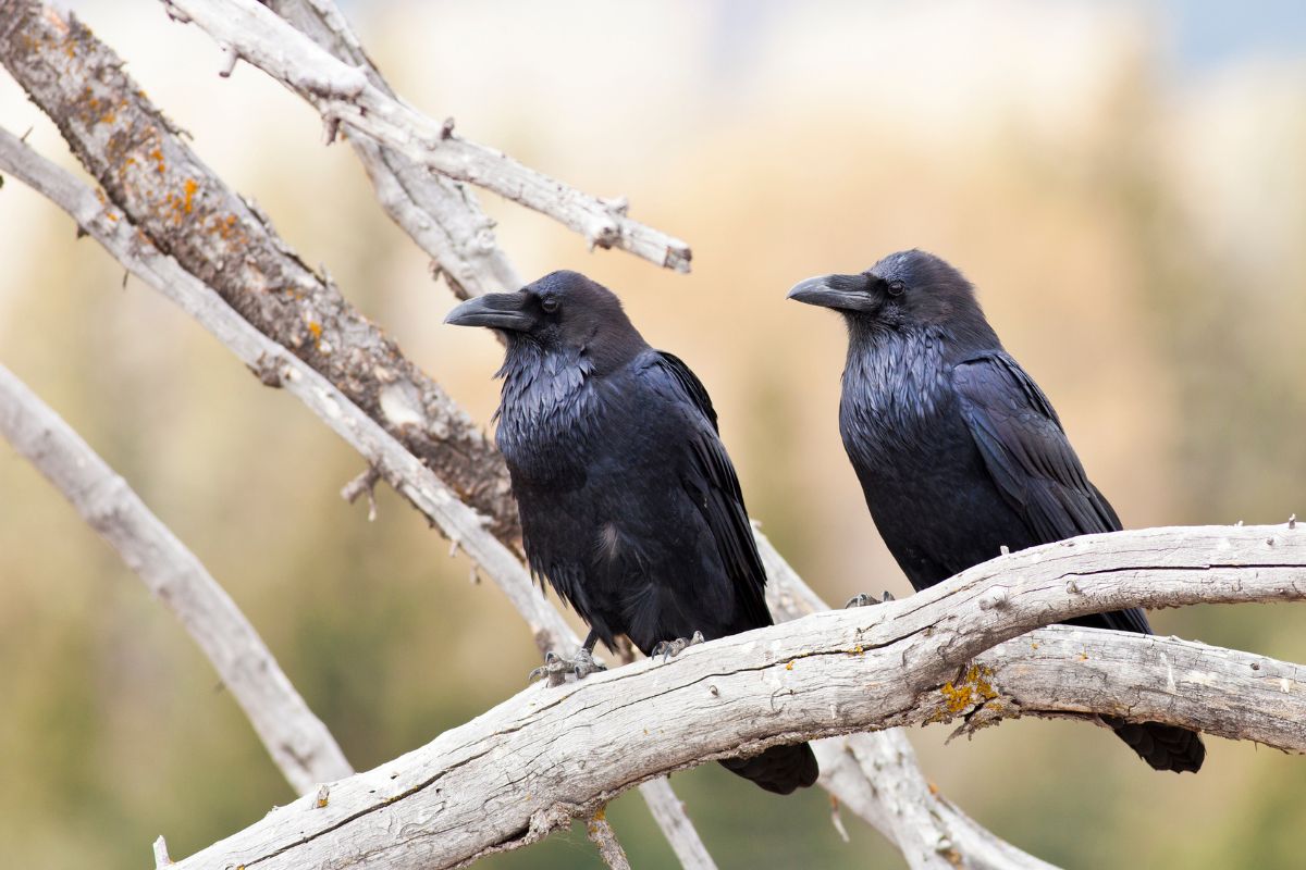 Two black crows on old dry branches.
