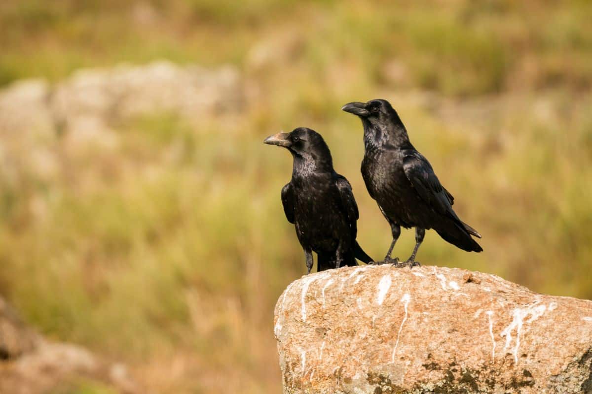 Two black crows standing on rock on sunny day.