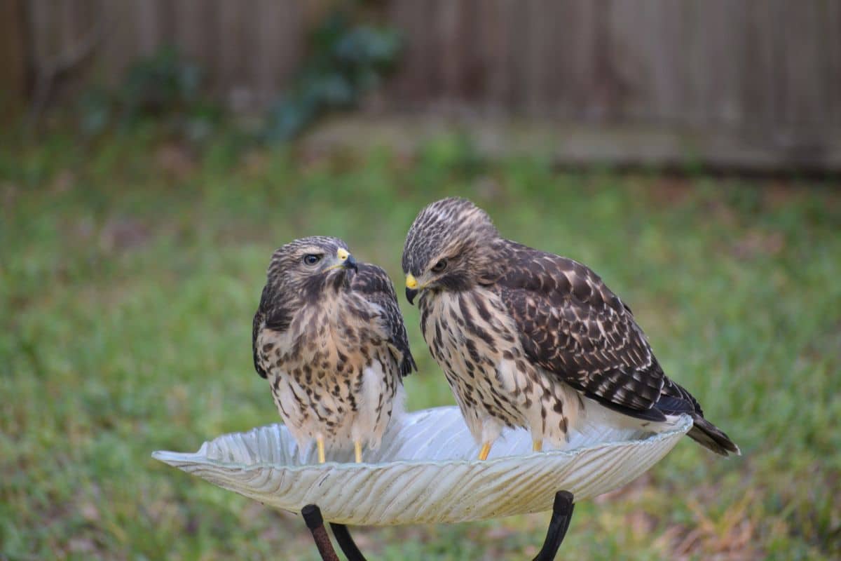 Two beautiful hawks standing next to each other in a backyard.