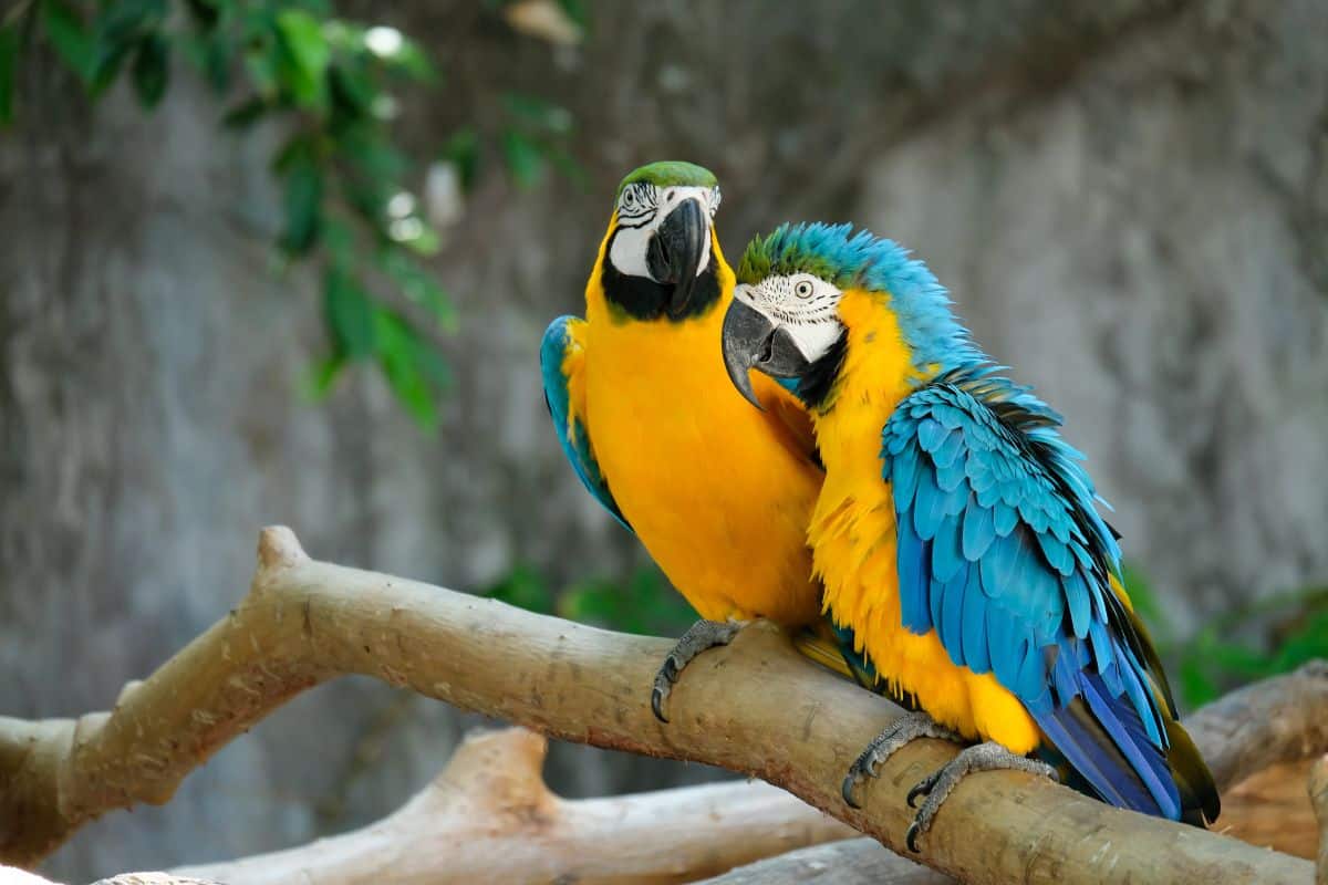 Two beautiful blue-yellow macaws sitting on a gree branch.