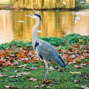 A big gray crane standing near a lake.