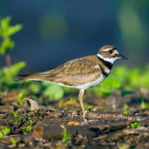 An adorable Killdeer in a backyard.