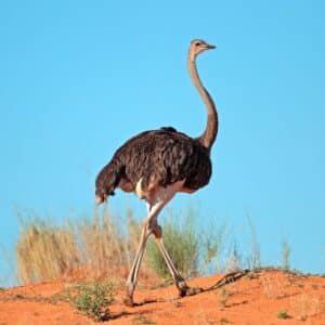 A big adult ostrich walking on African savannah.