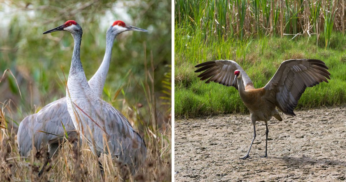 What Do Sandhill Cranes Eat Diet Facts Bird Nature