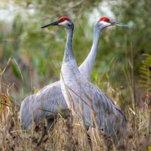 Two big beautiful Sandhill Cranes standing in tall grass.