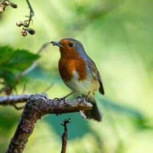 A small bird standing on a tree branch and eating an ant.