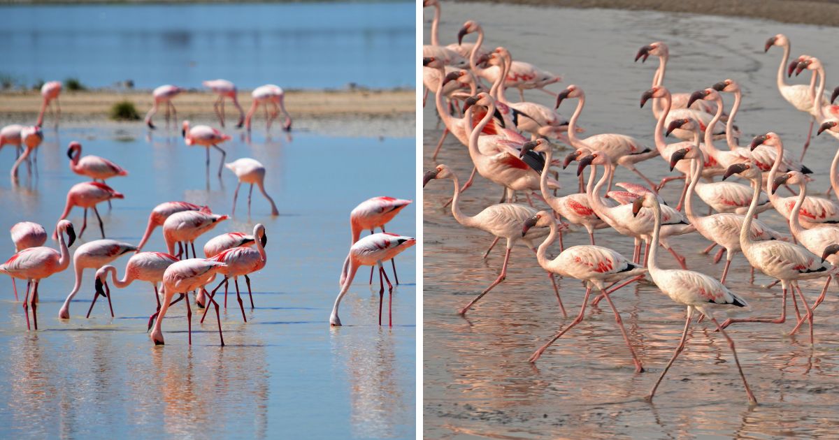 What Is a Group of Flamingos Called? (Answered) - Bird Nature