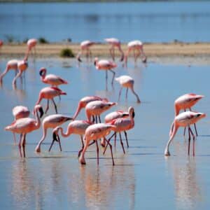 A bunch of flamingos in water.