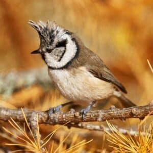 A beautiful crested tit perching on a branch.