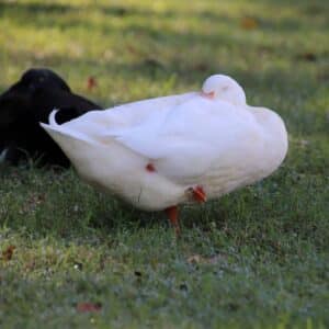 A white ducks sleeping on a meadow.