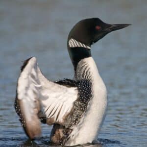 A big loon spreading wings in water.