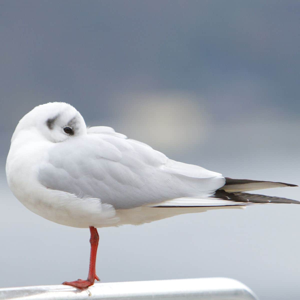 Where Do Seagulls Sleep? (and Why) Bird Nature