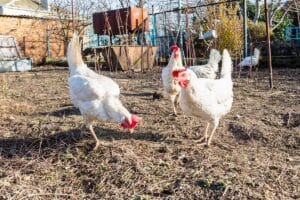 Do Chickens Have Tongues? (Answered) - Bird Nature
