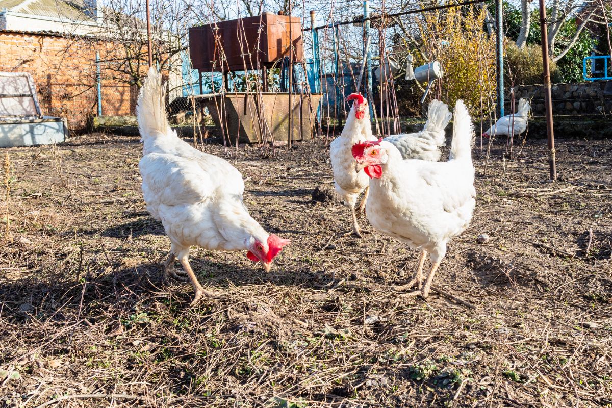 Three white chickens wandering in a backyard.