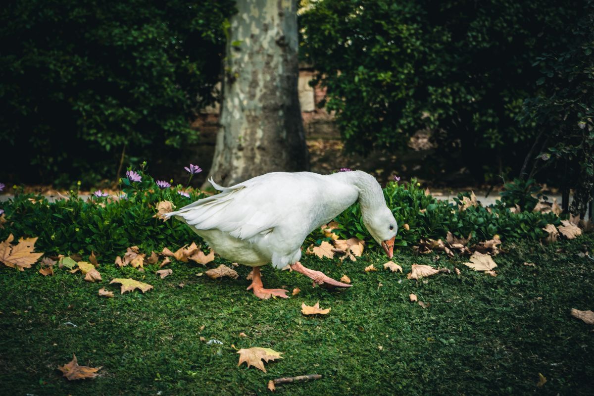 A big white duck lookin for food in a backyard.