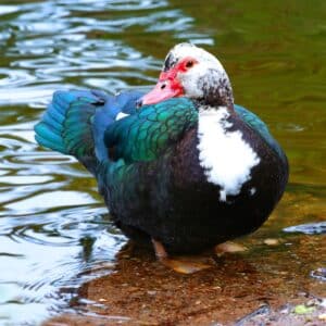 A beautiful colorful duck in a shallow water.