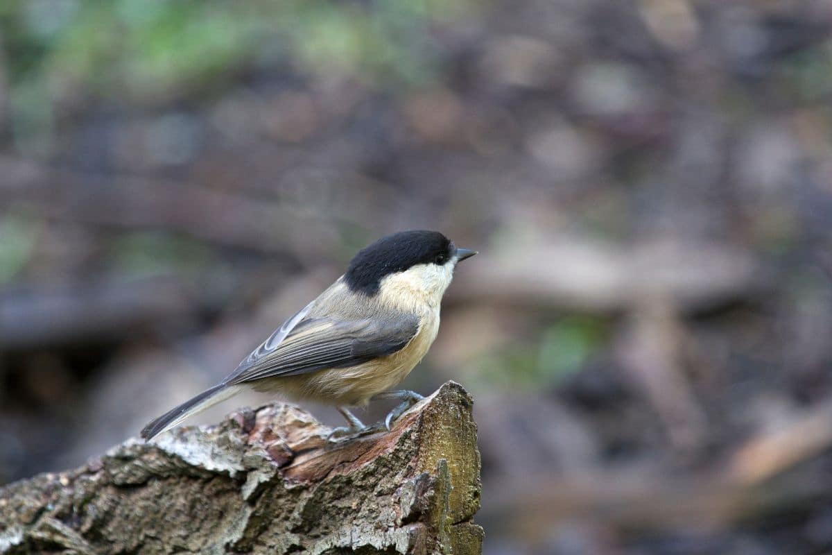 A cute Willow Tit stanmding on a tree log.