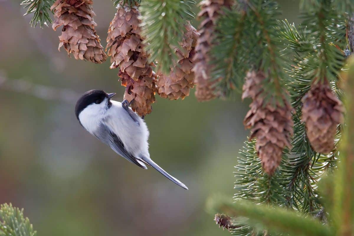 A cute Willow Tit hanging on a pineal.