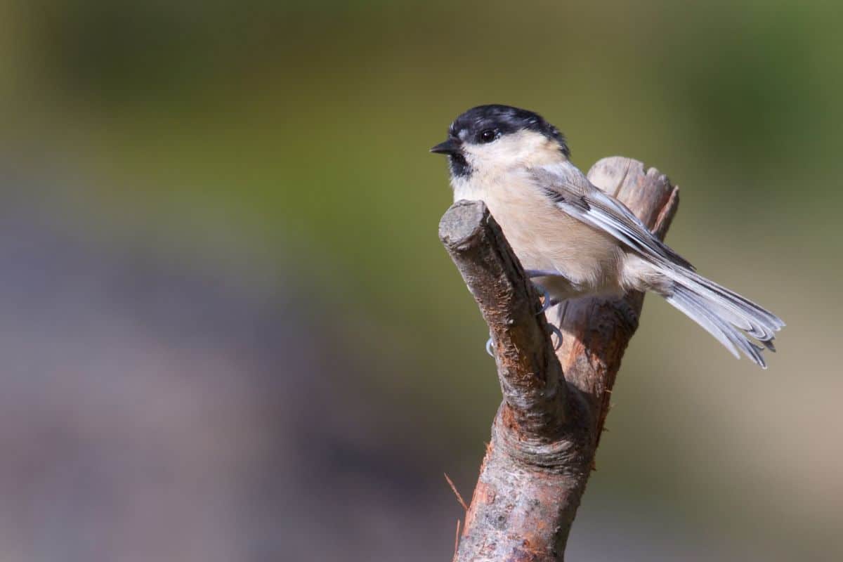 A cute Willow Tit standing on a wooden pole on a sunny day.