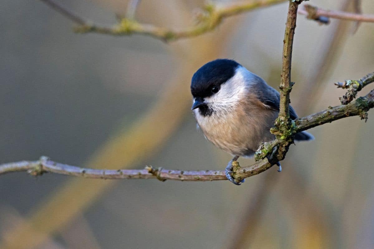 A beautiful willow tit perching on a branch.